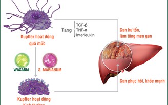 Tăng men gan vì sao phải sợ?