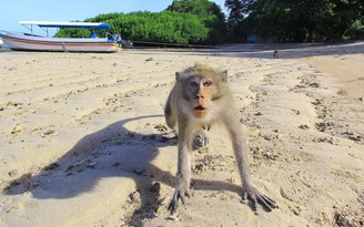 Đặc nhiệm đuổi khỉ ở Indonesia