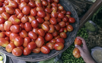 Cà chua, kẻ thù mới trong cuộc chiến chống lạm phát ở Ấn Độ
