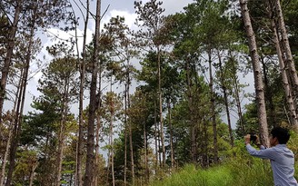 Thêm 150 cây thông Đà Lạt bị 'đầu độc'