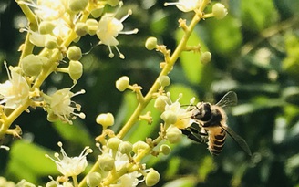 Tháng 5 đi ngắm con ong Ý làm mật