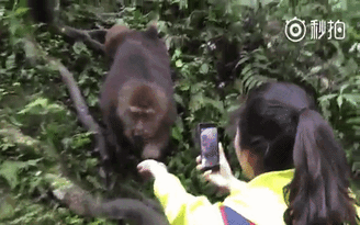 Trung Quốc: Khỉ núi Nga Mi cướp iPhone của du khách