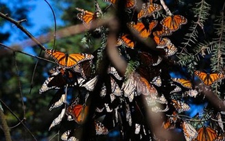 Thăm vương quốc bươm bướm ở Mexico