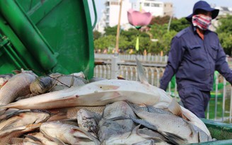 Đến giữa trưa, cá chết vẫn tiếp tục nổi trên kênh Nhiêu Lộc - Sài Gòn