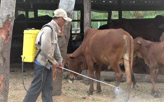 Cấp cứu hàng chục ngàn con bò : Lập chốt kiểm soát gia súc ra, vào vùng dịch