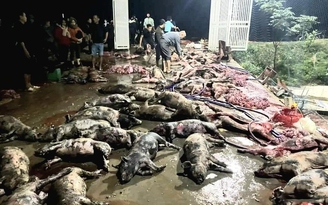 Nghệ An: Hỏa hoạn ở trang trại, hơn 1.000 con lợn chết cháy