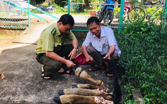 Bò tót nặng 200 kg trong Vườn quốc gia Cát Tiên bị giết hại
