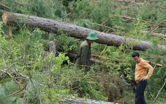 UBND Lâm Đồng đề nghị công an khẩn trương điều tra, xử lý vụ phá rừng ở Lâm Hà