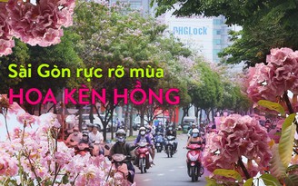 Hoa kèn hồng dịu dàng 'đốn tim' người Sài Gòn