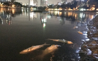 Cá chết ở hồ Hoàng Cầu có thể do sốc nhiệt