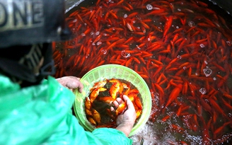 Chợ cá lớn nhất Hà Nội vào vụ tết ông Công, ông Táo