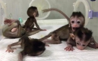 Trung Quốc cho sinh sản vô tính khỉ biến đổi gien để nghiên cứu sức khỏe tâm thần