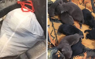 Bị bắt vì vứt 8 'cún sơ sinh' vào thùng rác