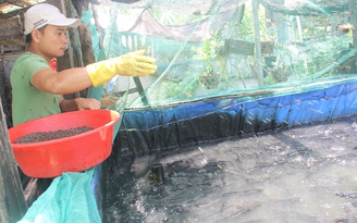 Triệu phú cá lóc