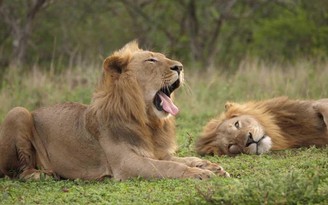 11 con sư tử ở sở thú Mỹ dương tính với Covid-19