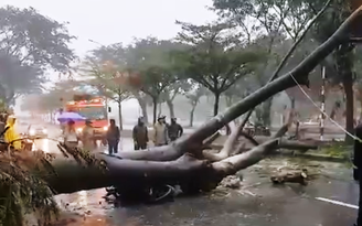 TP.HCM xảy ra 80 vụ cây xanh ngã đổ trong cơn bão số 9