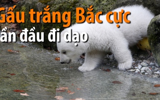 Chuyến đi dạo đầu tiên của bé gấu trắng Bắc cực