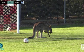 Phá trận kiểu Úc: Kangaroo 'xâm lược' sân bóng đá