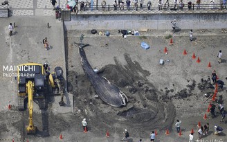 Lần đầu tiên cá voi xanh chết dạt vào bờ biển Nhật Bản
