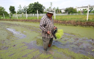 Nông dân 'cứng đầu' giữ ruộng vườn giữa Bangkok hối hả