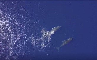 Cá voi lưng gù nổi giận vì du khách lặn biển làm phiền