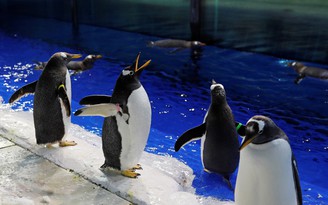 Vui như chim cánh cụt được dạo chơi ở lễ hội băng tuyết lớn nhất thế giới