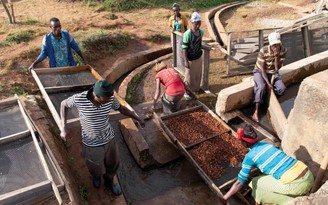 Nông dân 'thánh địa' Arabica lo phải bỏ nghề vì cà phê rớt giá