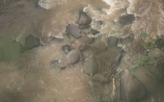 Rơi xuống thác 'địa ngục', 11 con voi chết thảm