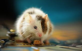 Chuột có thể là nguồn lây virus corona tại Vũ Hán?
