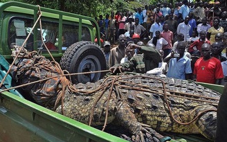 Kinh hoàng cá sấu 'khủng bố Osama' sát hại 80 người