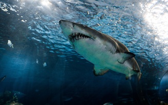 Cá mập có thể giúp loài người trị virus gây Covid-19?