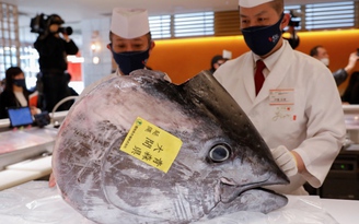 Cá ngừ thế nào mà giá đến 150.000 USD/con?