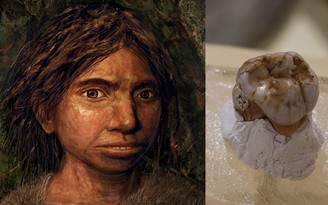 Hóa thạch răng bé gái thuộc loài người bí ẩn được phát hiện ở dãy Trường Sơn