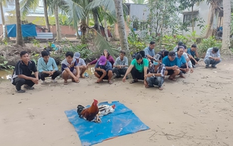Vĩnh Long: Bắt giữ 19 người tụ tập trong vườn dừa đá gà ăn tiền