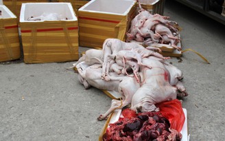 Bắt vụ vận chuyển hơn 1 tấn thịt chó, mèo và nội tạng thối