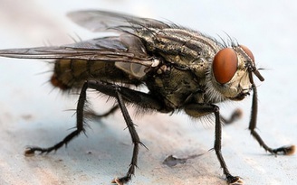 Điều gì xảy ra nếu bạn ăn thức ăn bị ruồi đậu lên?