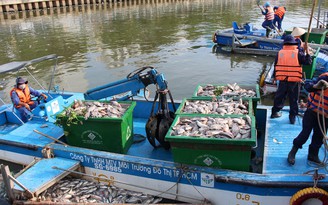 Xử lý hiện tượng hàng tấn cá chết trên kênh Nhiêu Lộc - Thị Nghè