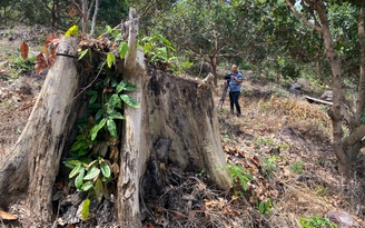 Khởi tố vụ án làm mất hơn 9.000 ha rừng ở Gia Lai