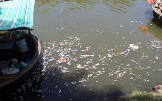 Tái diễn cá chết trên sông Phú Lộc