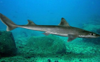 Cá mập có nọc độc quý hiếm xuất hiện ở sông Thames