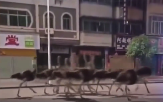 Đà điểu 'xâm chiếm' thành phố ở Trung Quốc