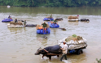 Xe trâu lội nước 'vượt' sông Ngàn Sâu