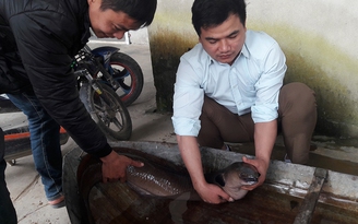 Người dân Hà Tĩnh góp tiền mua cá chình 'khủng' để phóng sinh