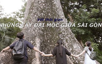 Vết thời gian - Kỳ 8: Những cây đại thụ giữa Sài Gòn