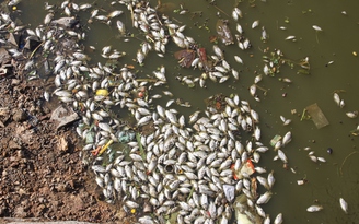 Xả thải tràn lan gây chết cá trắng hồ Đại An