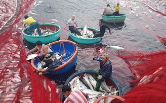Ngư dân Quảng Trị kể chuyện 'hốt trọn' mẻ cá bè 160 tấn