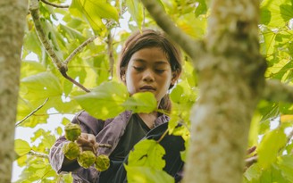 Những cô bé Vân Kiều vào sâu trong rừng hái quả trẩu bán phụ giúp gia đình