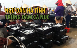 Hà Tĩnh: Trúng đậm cá nục, ngư dân thu tiền triệu