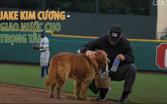 Chú chó dễ thương giao nước cho trọng tài ở giải bóng chày Mỹ