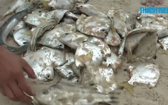 Formosa đã chuyển đủ 500 triệu USD bồi thường thảm họa cá chết